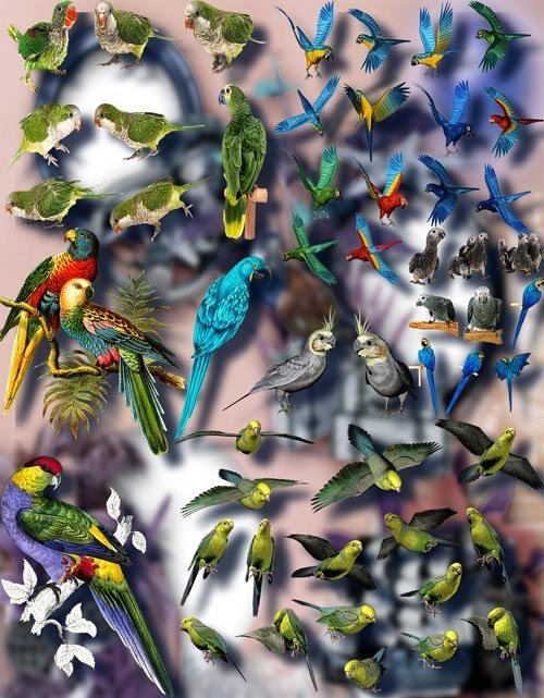 Клип-арты на прозрачном фоне - Цветные попугаи