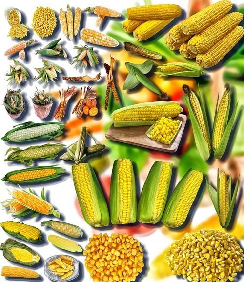 Коллекция Png клип-артов - Сладкая кукуруза