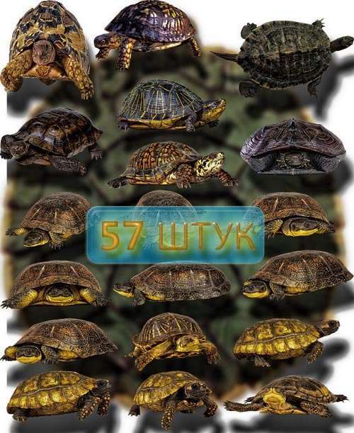 Клипарты картинки - Красивые черепахи