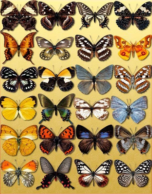 Новые клип-арты Png - Декоративные бабочки