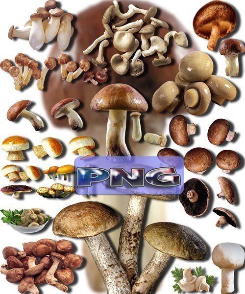 Новые клипарты Png - Съедобные грибы