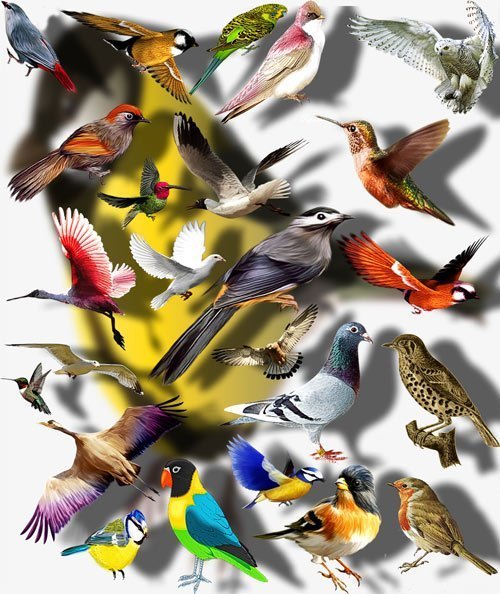 Клип-арты картинки - Цветные птицы