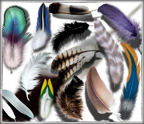 Png Клип-арты - Красивые перья