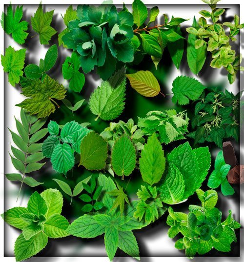 Растровые клип-арты - Зеленые листья