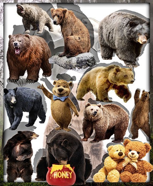 Клипарты для фотошопа - Грозные медведи