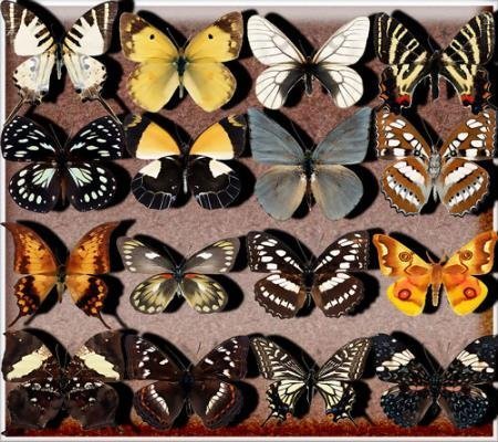 Прозрачные png - Бабочки разных видов