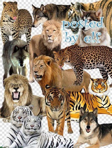  PNG клипарт - Волки, львы, тигры, леопарды