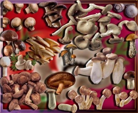 Png прозрачный фон - Осенние грибы