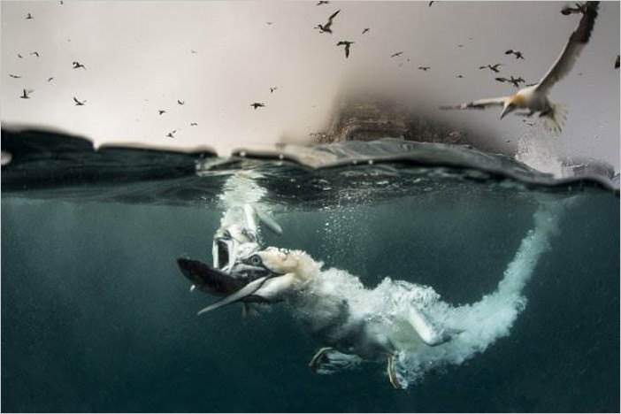 Фотограф Ричард Шаксмит — олуши на охоте