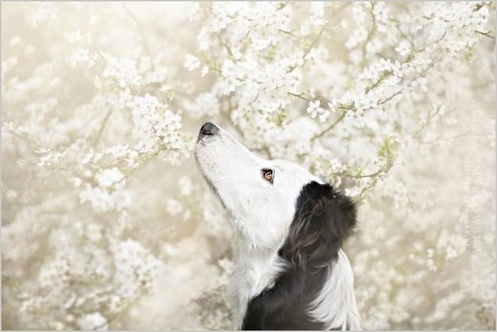 Алисия Змысловска, самые красивые фотографии собак