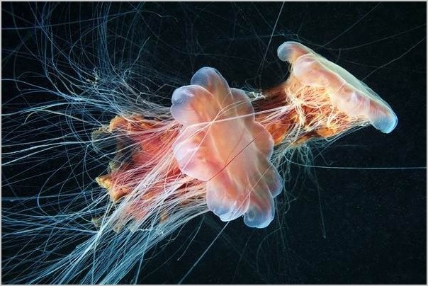 Фотограф Александр Семёнов. Jellyfish Madness