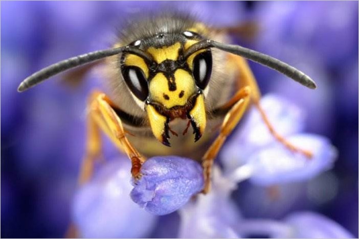 Фото насекомых и не только от David Maitland