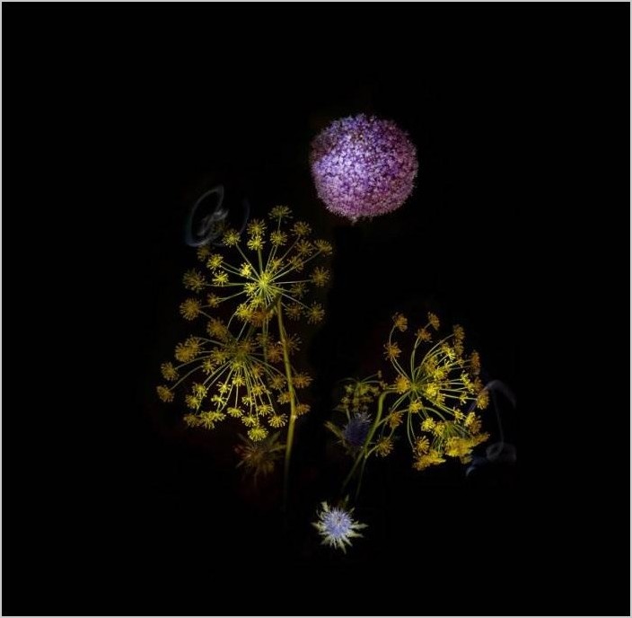 Цветочные фейерверки от Сары Илленбергер