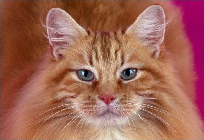 Самые красивые рыжие кошки (20 фото)