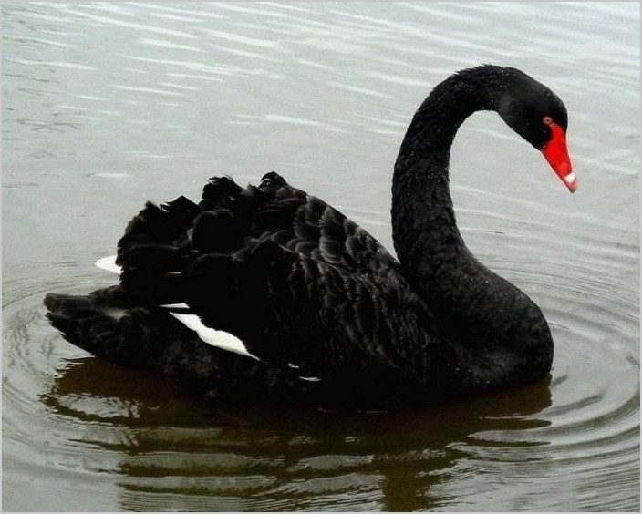 Чёрные лебеди красивое фото