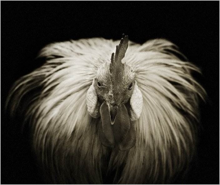 Чёрно-белое фото животных Itou Kouichi