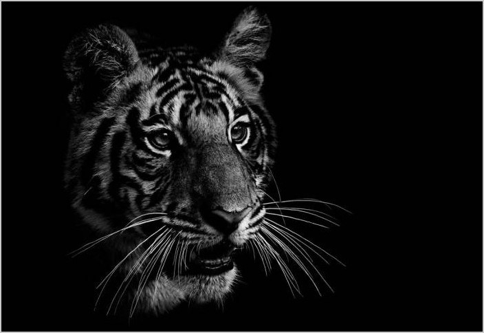 Чёрно-белые фото животных, фотограф Ed Hetherington