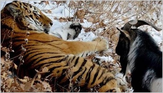 Дружба тигра Амура и козла Тимура фото и видео