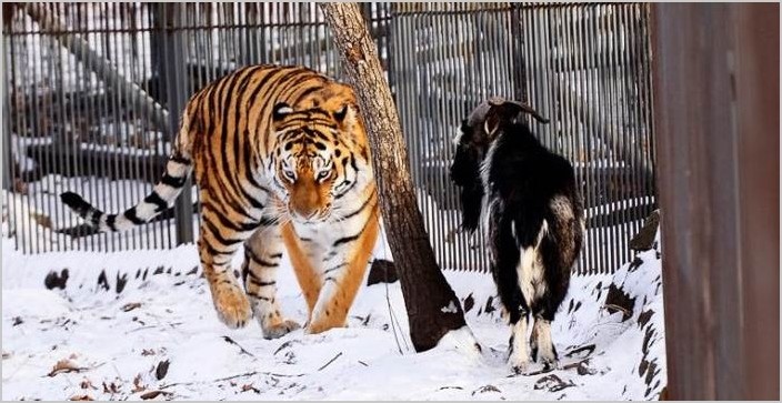 Дружба тигра Амура и козла Тимура фото и видео