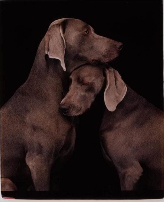 Фотограф William Wegman и его собаки