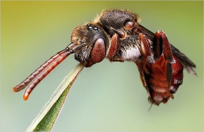 Макро насекомые от Ondrej Pakans