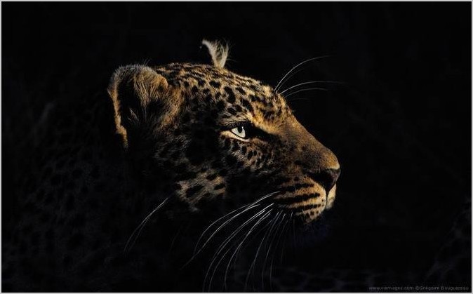 Фотограф дикой природы Gregoire Bouguereau