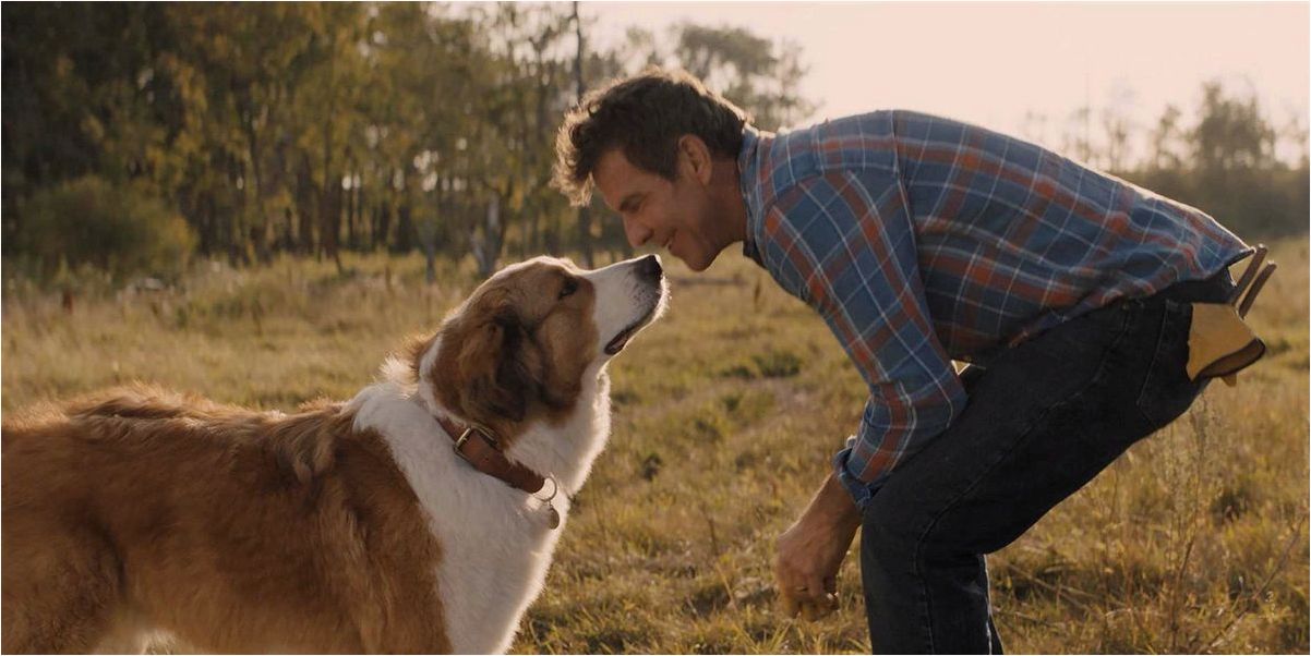 Познакомьтесь с звездами кинематографа на четырех лапах: собачья жизнь актеры