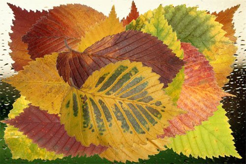 Клипарт Багрянец и золото осенних листьев