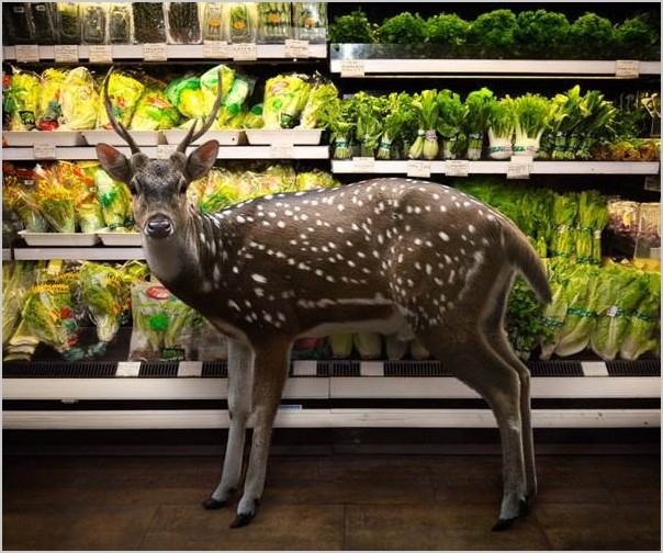 Фотограф Agan Harahap — Животные в супермаркете