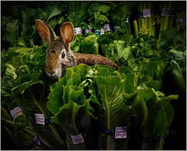 Фотограф Agan Harahap — Животные в супермаркете