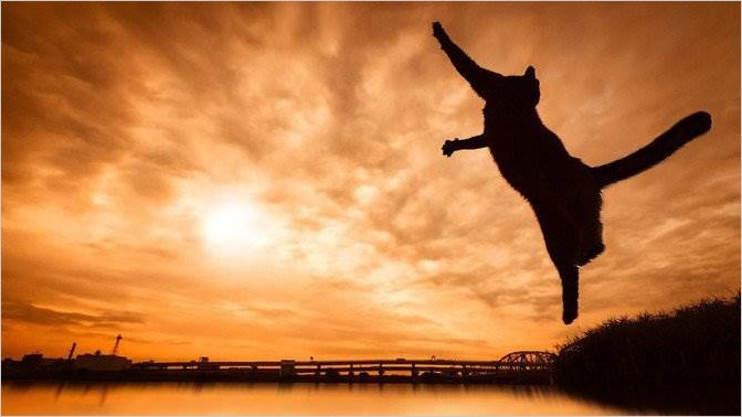Летающие кошки. Фотограф Seiji Mamiya