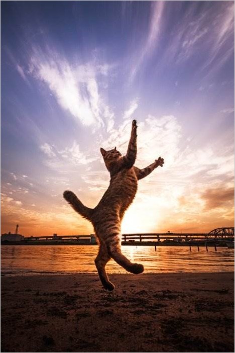 Летающие кошки. Фотограф Seiji Mamiya
