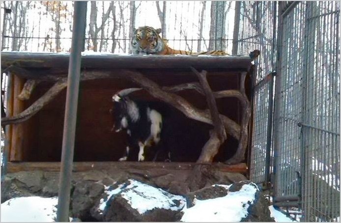Амурский тигр подружился с козлом, присланным на съедение фото и видео