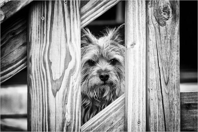 Фотографии собак от Seth Casteel