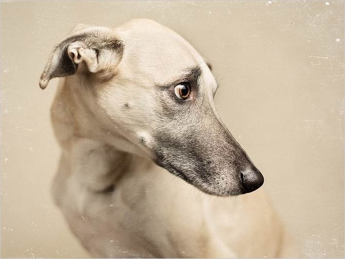 Смешные портреты собак, фотограф Elke Vogelsang