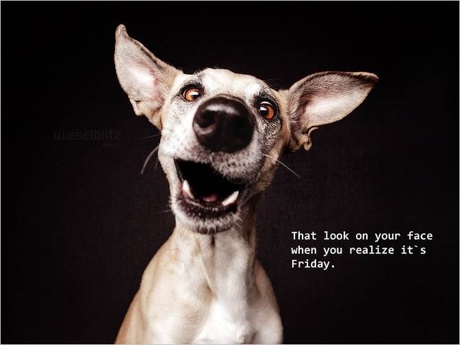 Смешные портреты собак, фотограф Elke Vogelsang