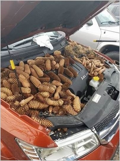 Белки спрятали сотни сосновых шишек под капотом автомобиля фото