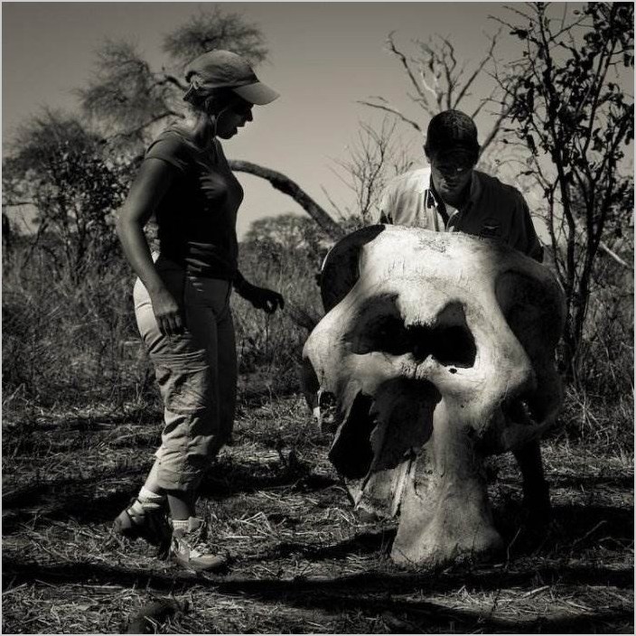 Дикая природа Зимбабве. Fred Relaix