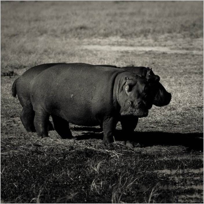 Дикая природа Зимбабве. Fred Relaix