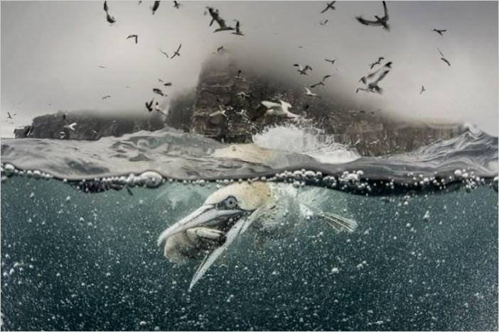 Фотограф Ричард Шаксмит — олуши на охоте