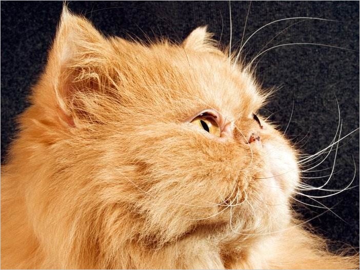 Самые красивые персидские кошки (20 фото)