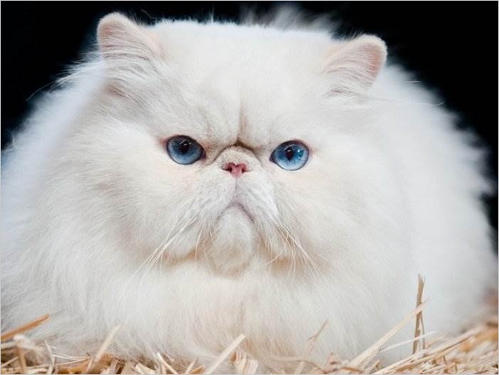Самые красивые персидские кошки (20 фото)