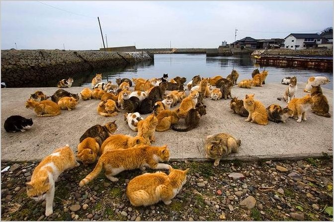 Аошима остров кошек в Японии