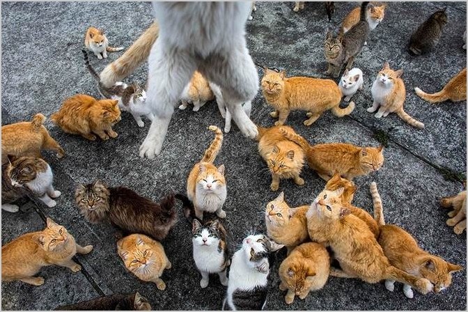 Аошима остров кошек в Японии