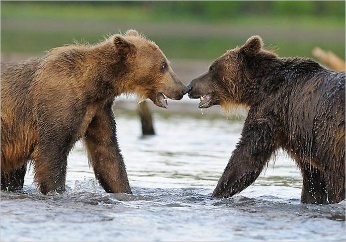 Лосось и медведи