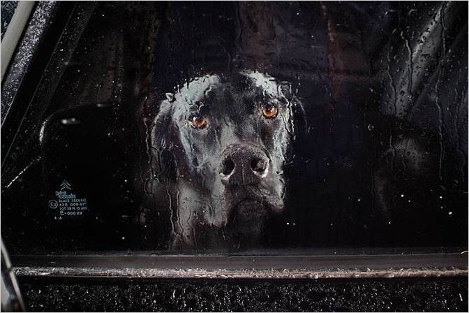 Молчание Собак в Автомобилях. Фотограф Martin Usborne