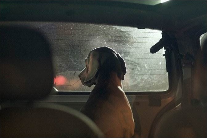 Молчание Собак в Автомобилях. Фотограф Martin Usborne