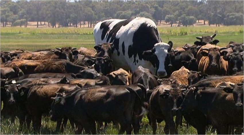 Самый большой бык в мире фото
