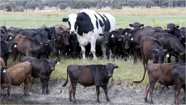 Самый большой бык в мире фото