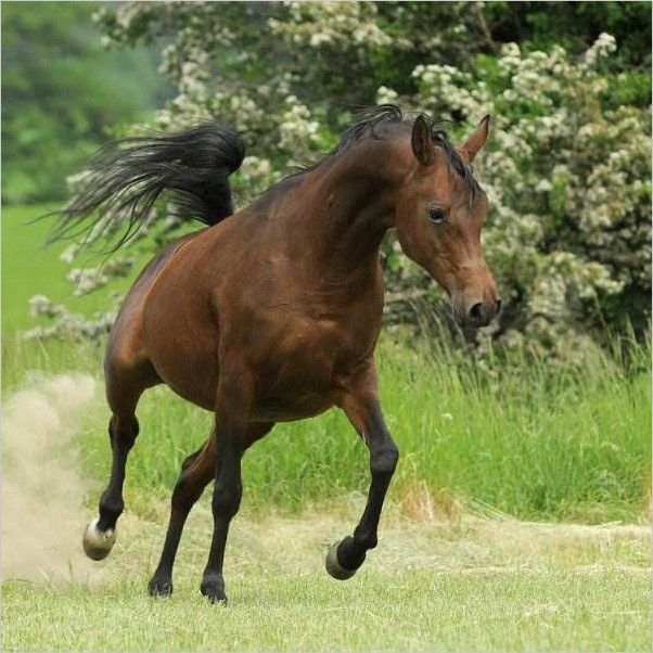 Красивые фотографии лошадей от Ronceval